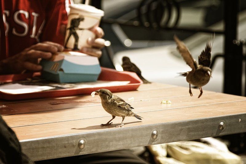 птицы, воробьи, макдональдс То что я люблю.. фото превью