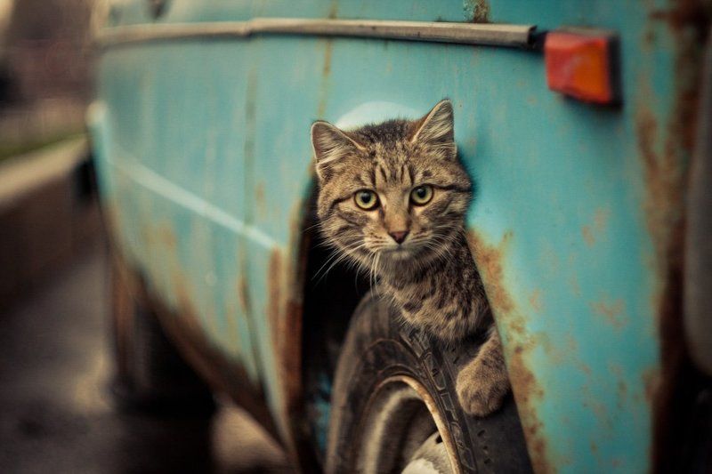 rain, cat, car улитка фото превью