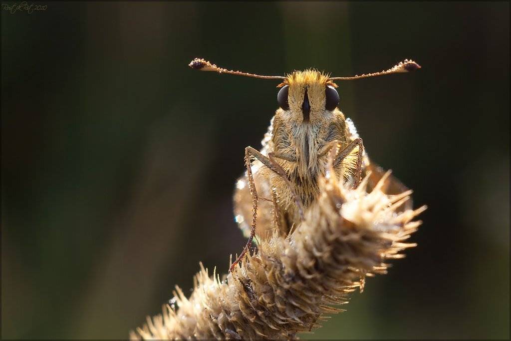 , Ростислав