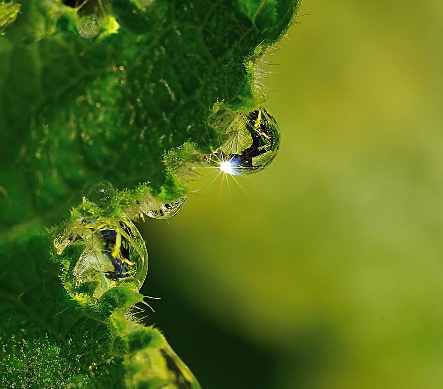 роса, капли, утро, Александр Демин