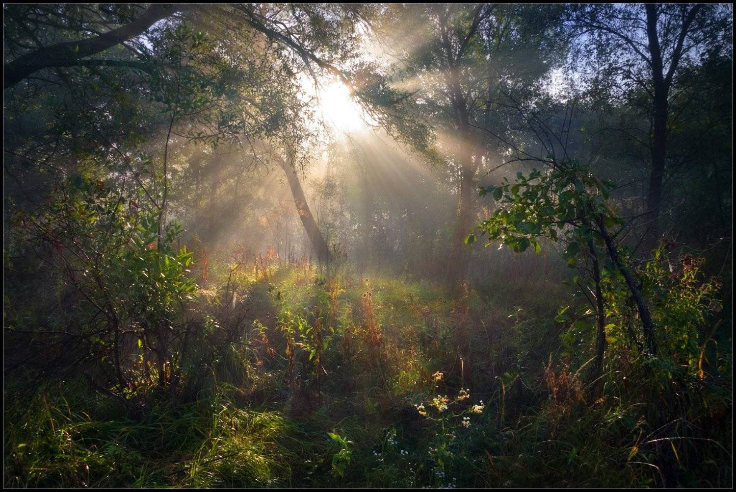 утро, болото, лучи, света, Александр Киценко