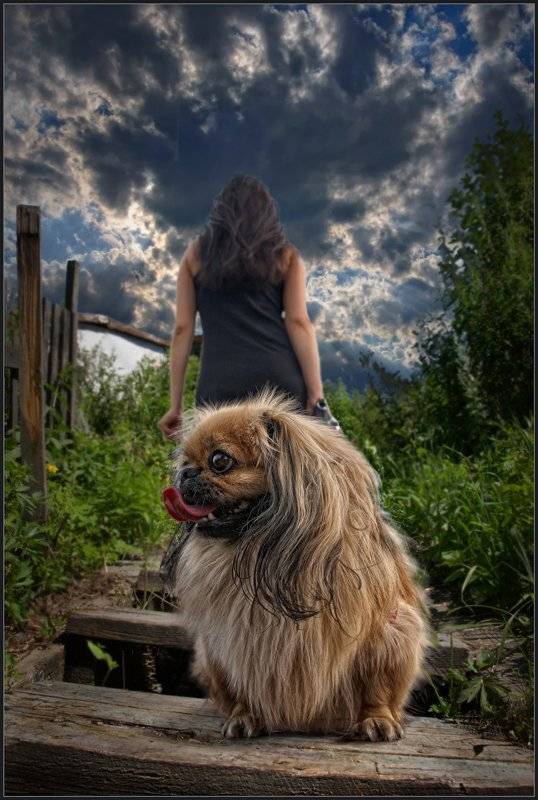 собака, пекинес, девушка, дама, владимир