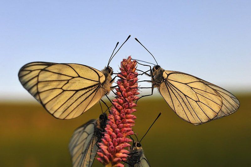 Белянки на закате фото превью