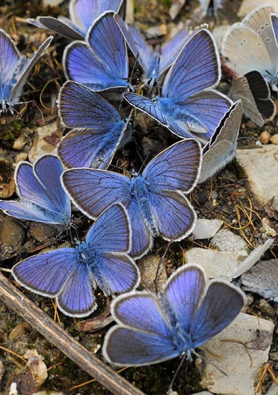 Изобилие голубянок на Демерджи фото превью