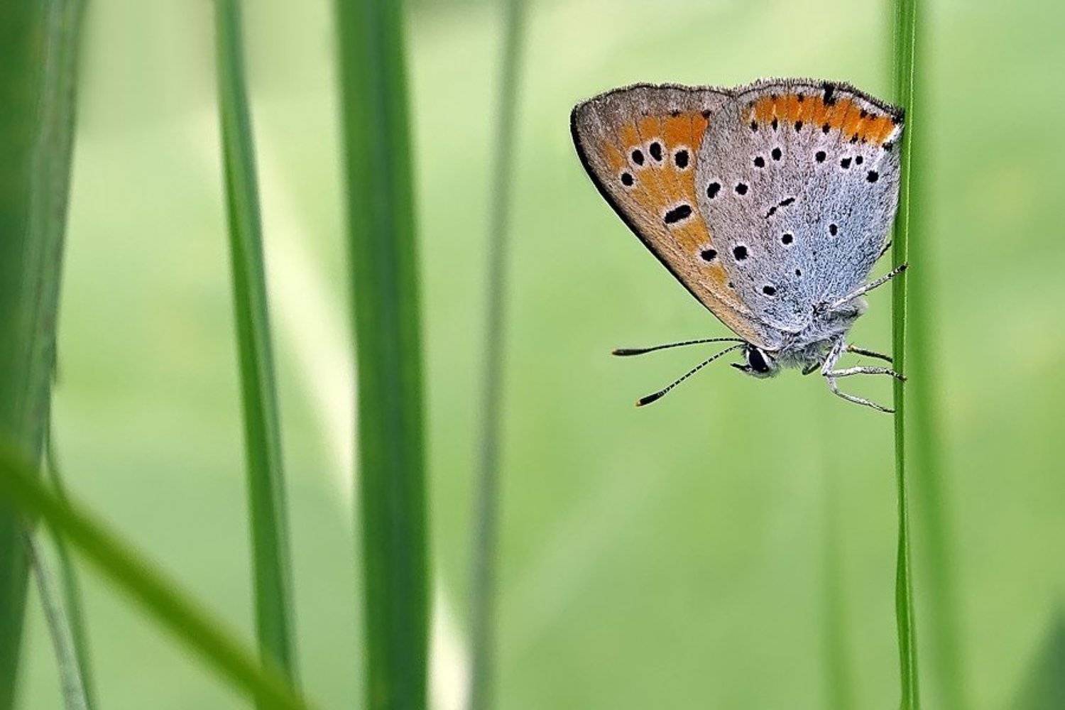 червонец, непарный, Елена Ворона
