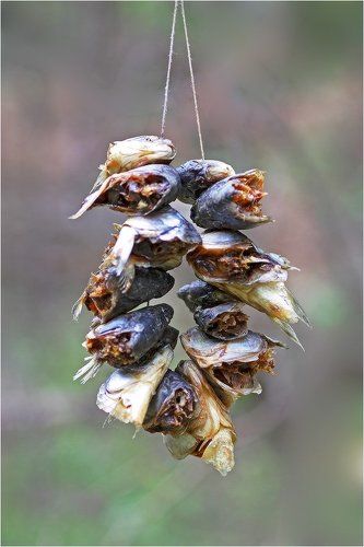 Одна голова хорошо, а...