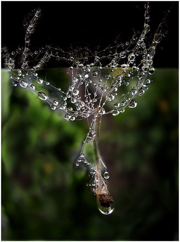паутинка, роса, бриллианты, подвески Подвески королевы Анны фото превью