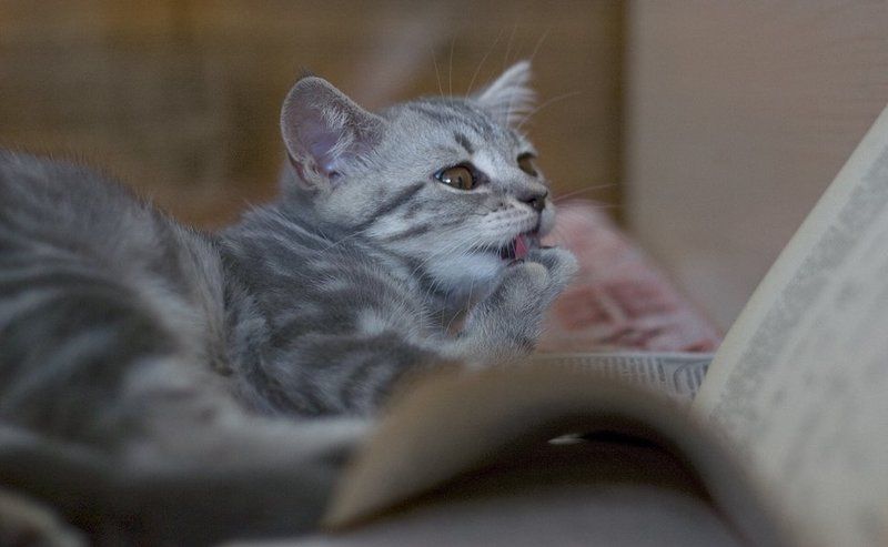 котёнок, кошка Домашнее задание. фото превью