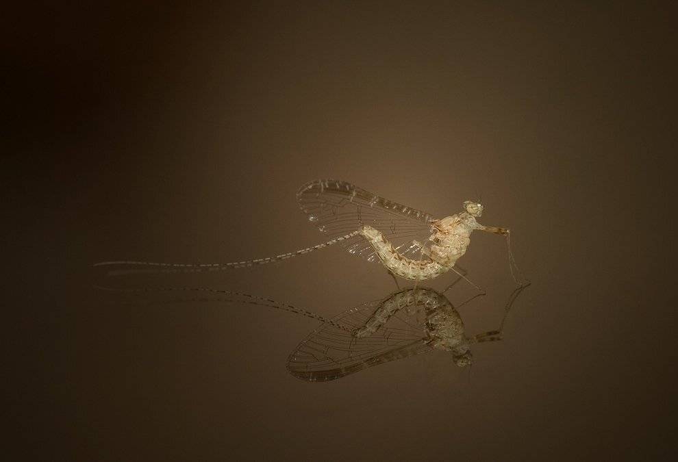 , Александр