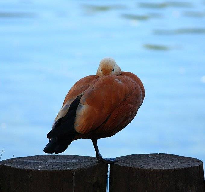 птицы, Александр