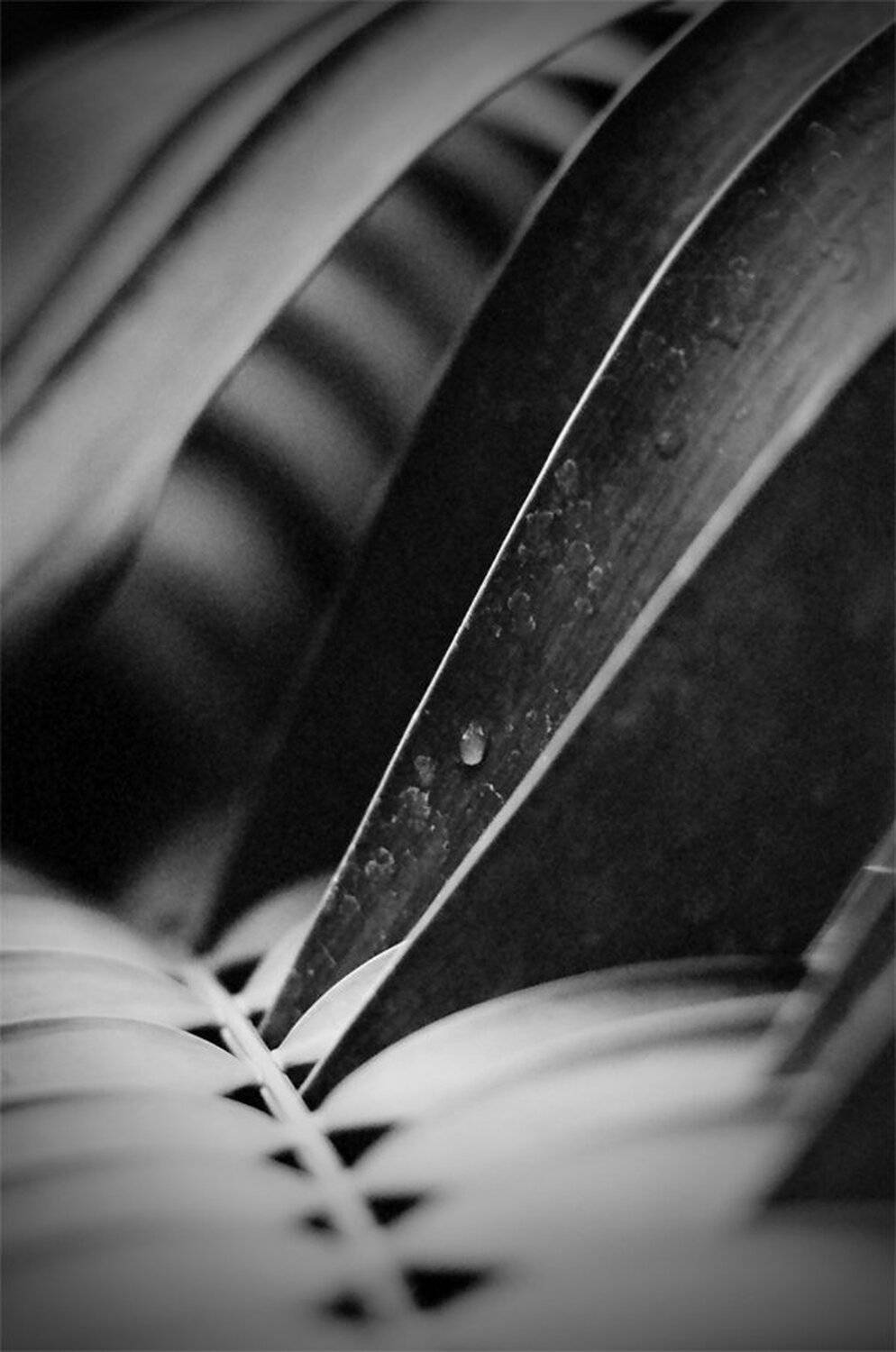 , Максим Езеров