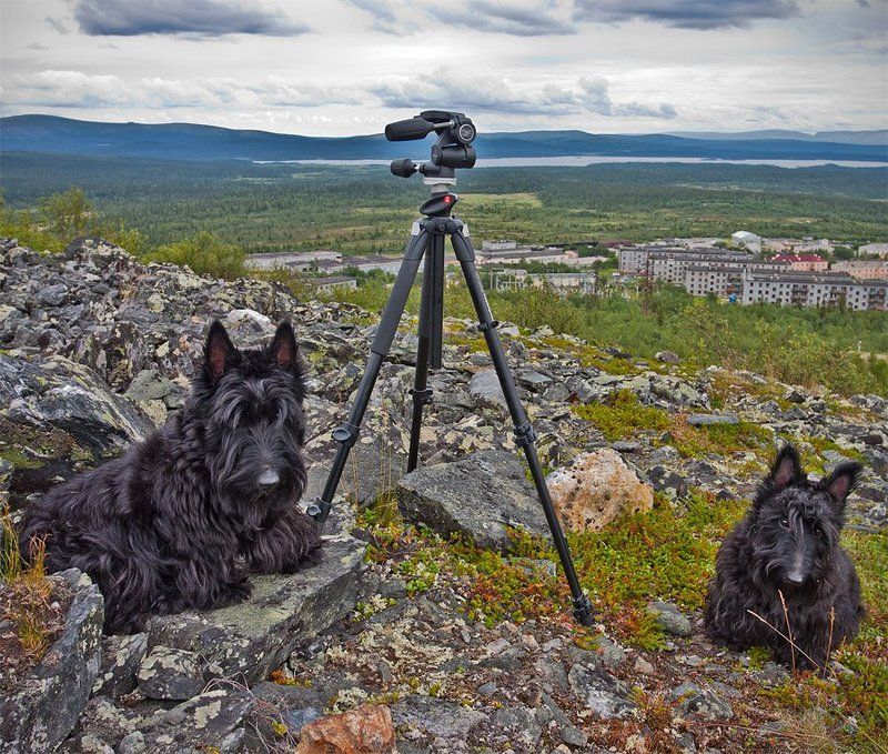 кольский, полуостров, собаки, скотч, терьер  фото превью