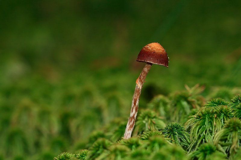 Гриб фото превью