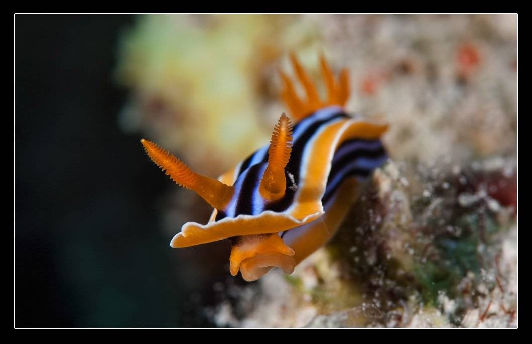 голожаберный, моллюск, пижама, Дмитрий