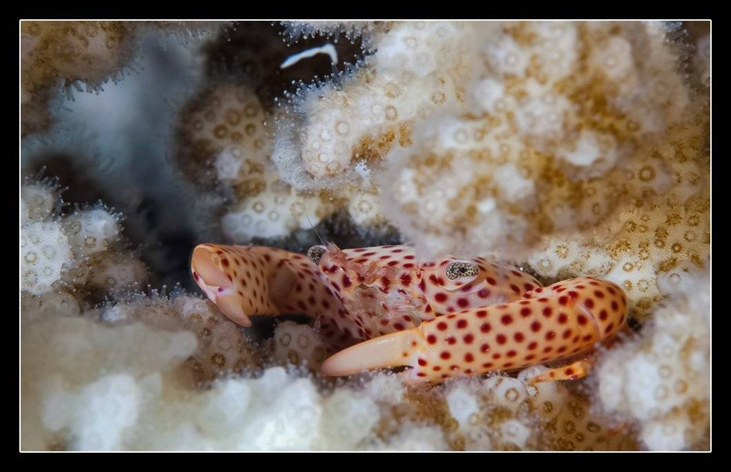 краб, Дмитрий