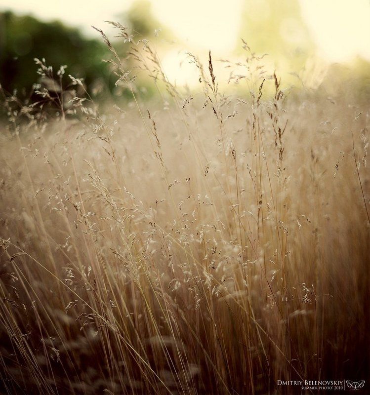 трава, огонь, искры, угли, листья, ягоды Moments фото превью