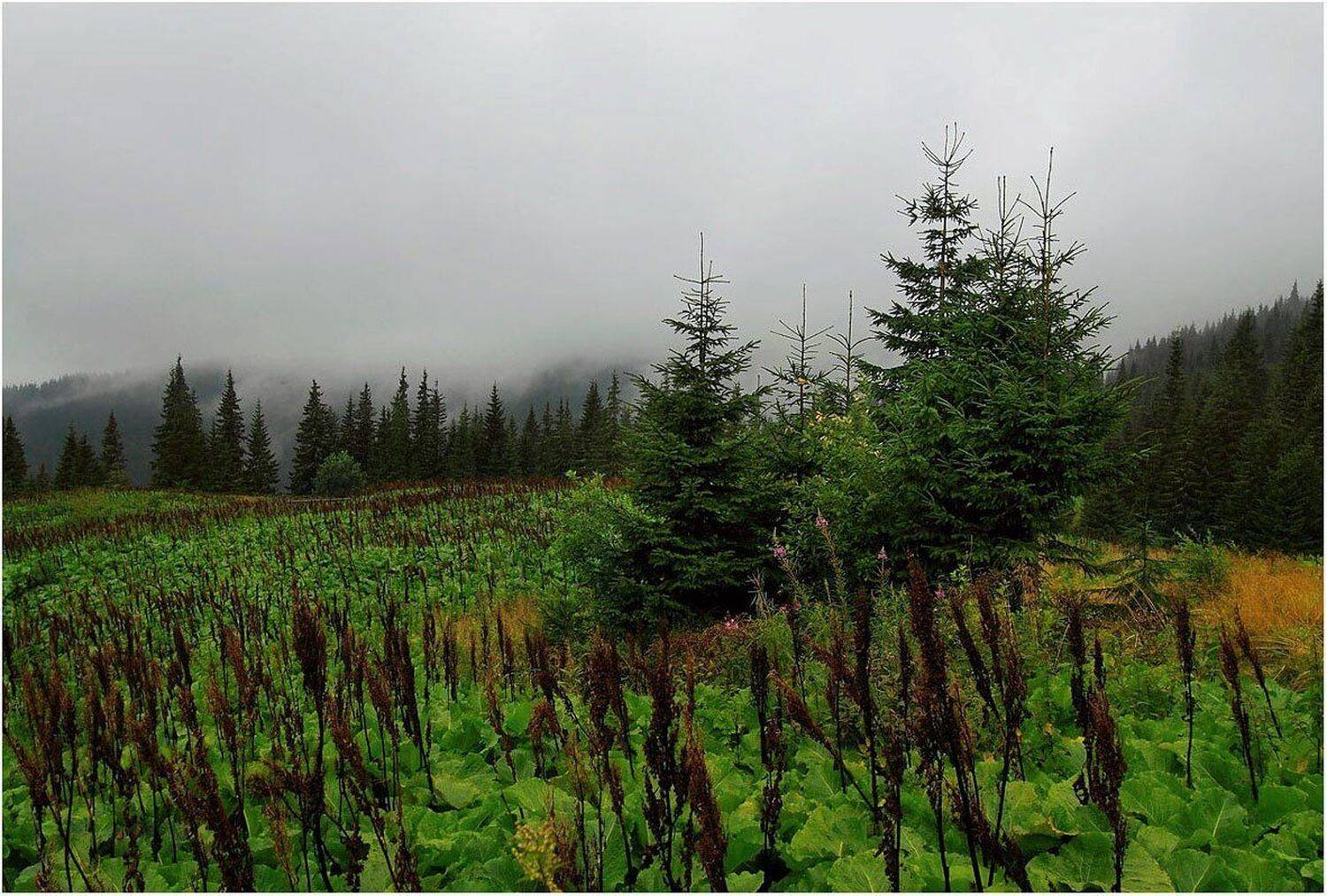 карпаты, туман, утро, Ms Tatyana Forever