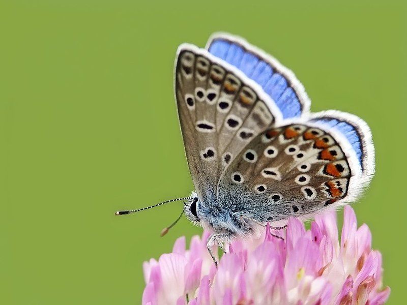 бабочки, голубянка, червонец О голубянках фото превью