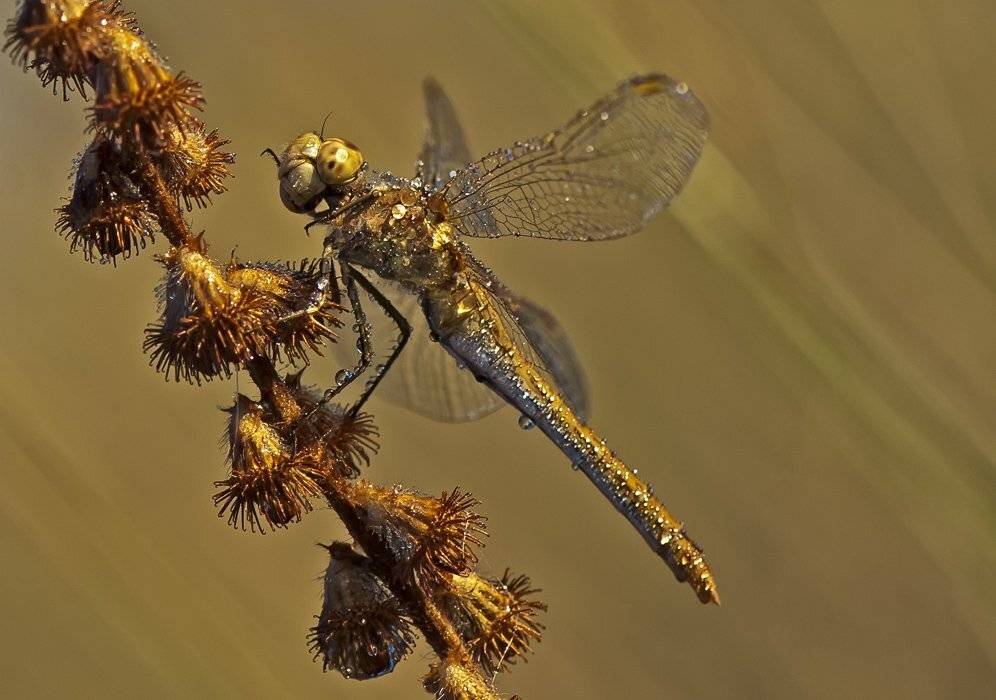 стрекоза, Татьяна Аверина