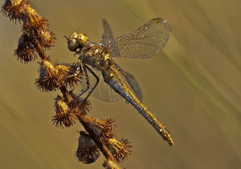 стрекоза Хрустальная... фото превью