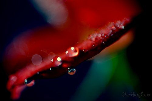 РОЗАвые капли