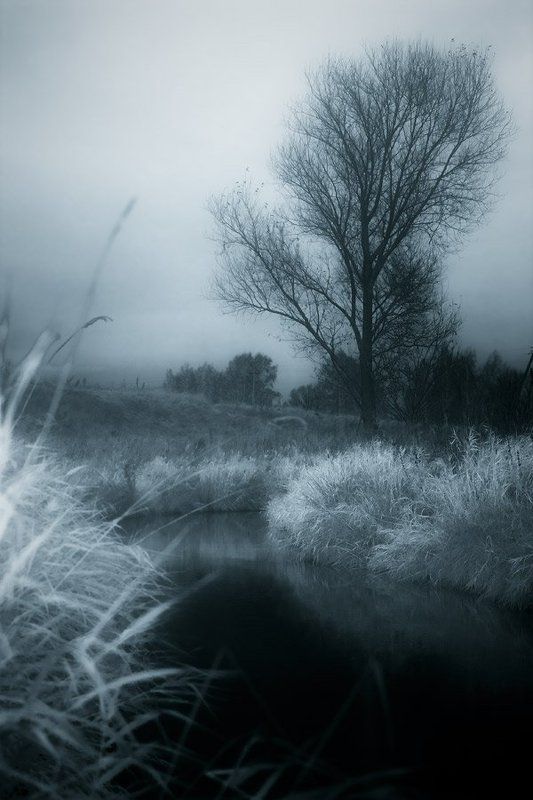 дерево, река, тонирование, осень, трава одиночество№2 фото превью