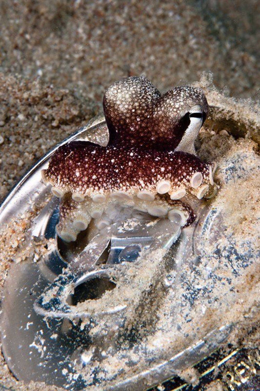 осьминог, пиво, подводная съемка, море, Natalia Semko