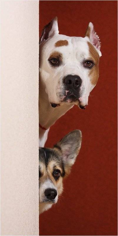 корги, Илья Бармин