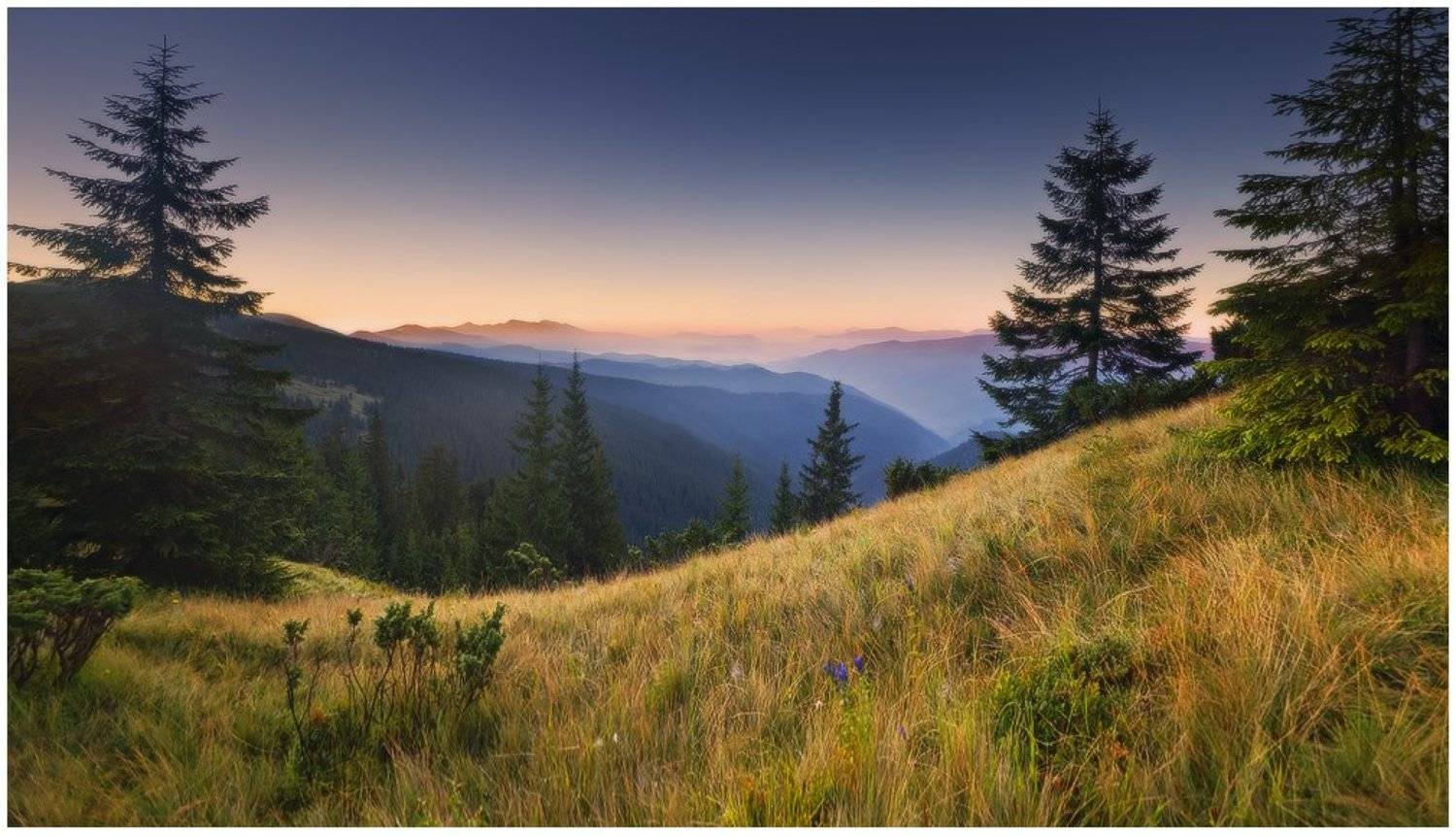 , Денис Кривой