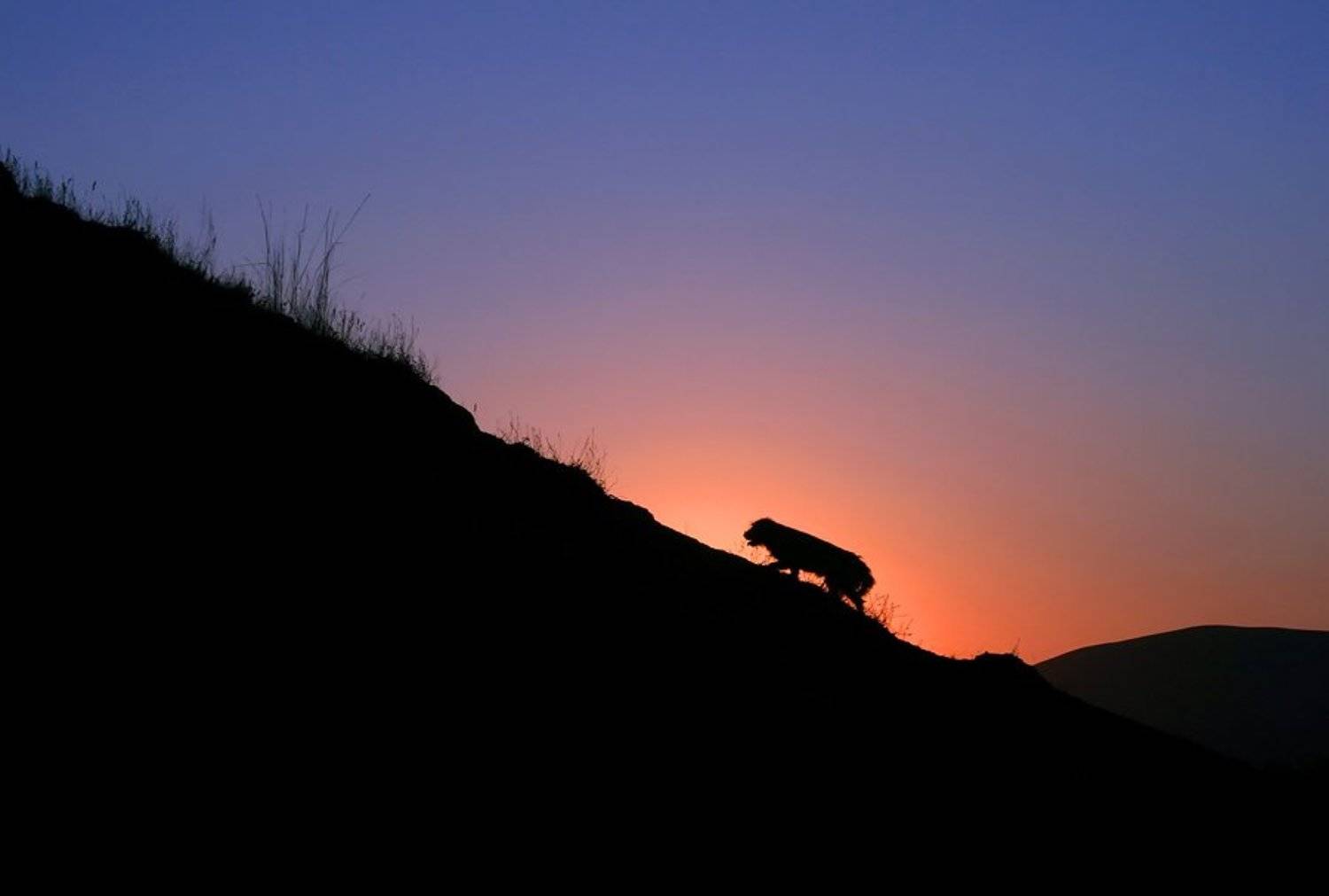 , Александр Аседач