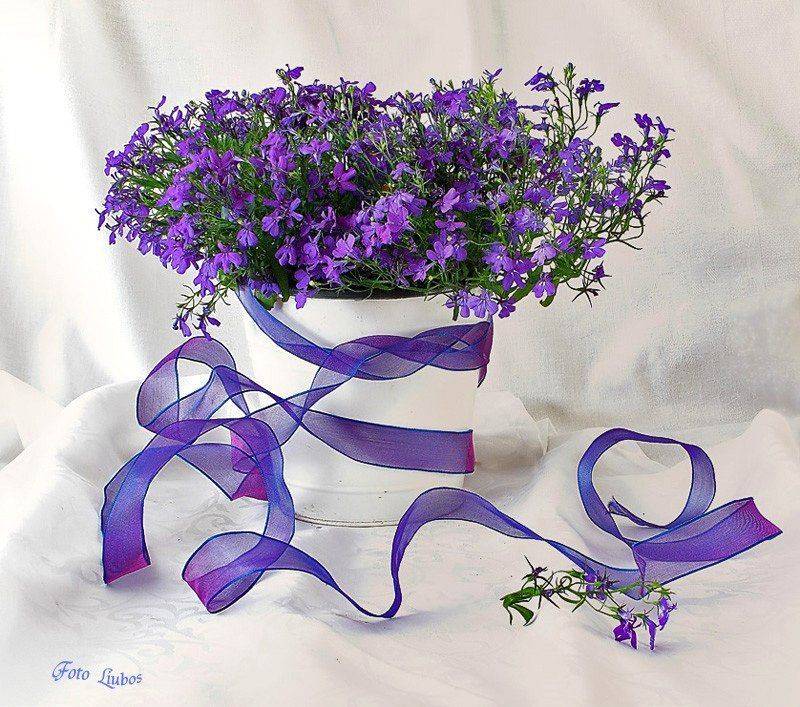 foto, liubos, натюрморт, , цветы, Любовь Селиванова