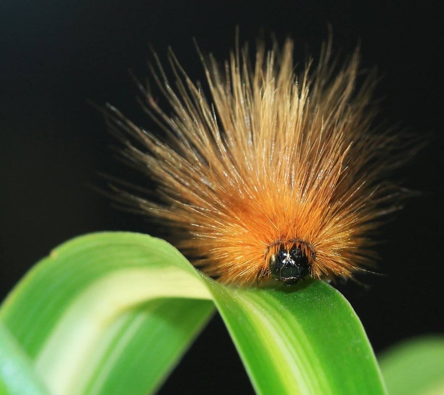 , Александр Аседач