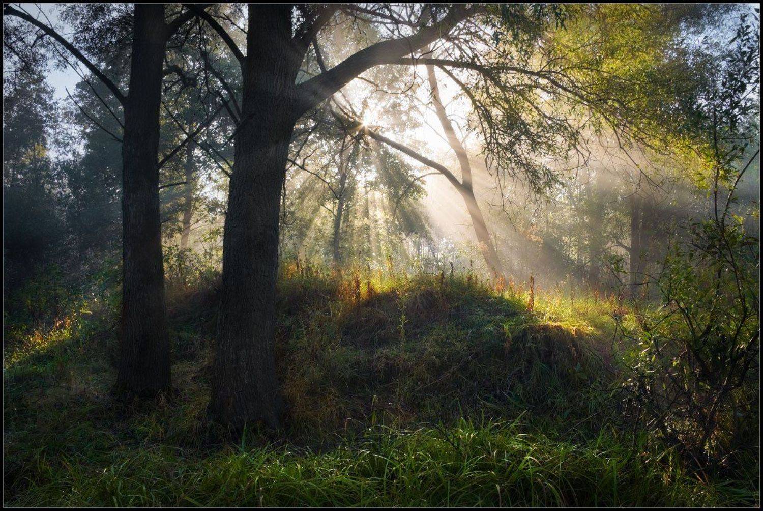 утро, солнце, лучи, туман, болото, солоницевка, харьков, Александр Киценко