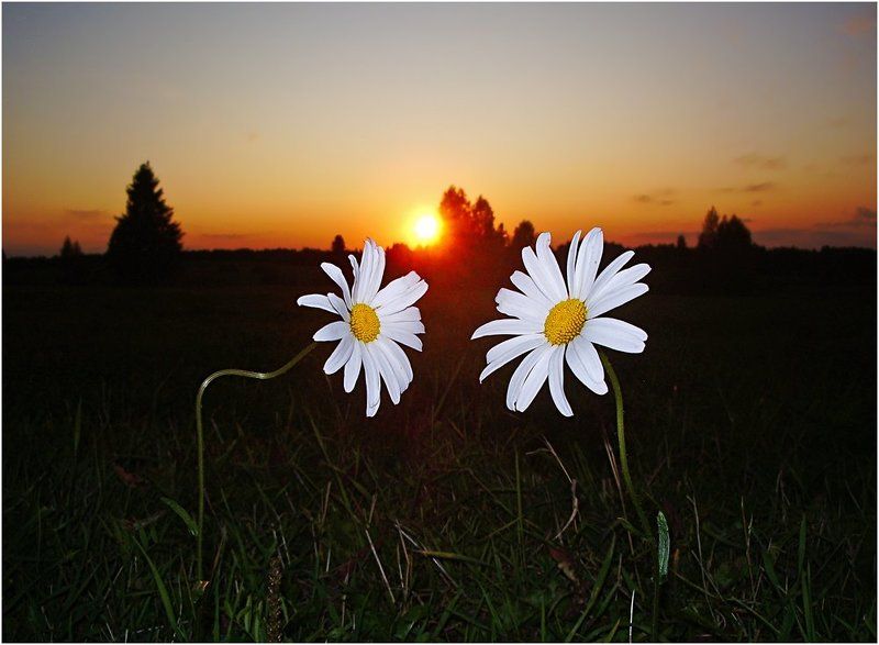 закат,ромашки,влюбленные О ромашковой любви... фото превью
