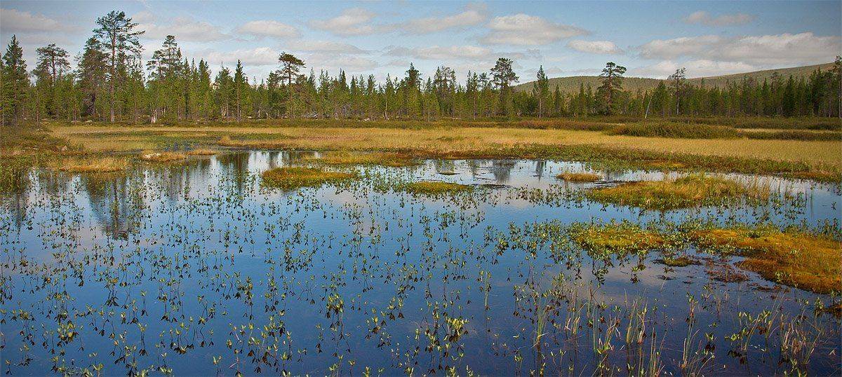 кольский, полуостров, болото, locus