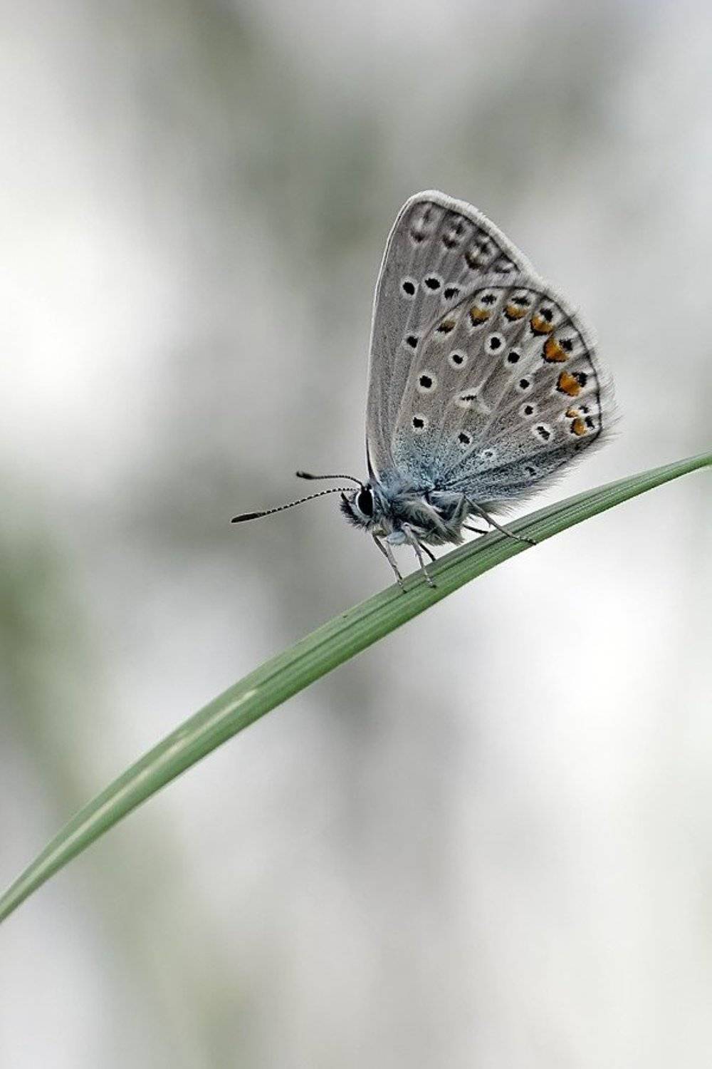 бабочка, голубянка, Елена Ворона