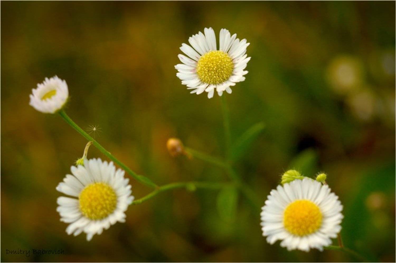 flowers, ромашки, Dmitry Babrovich