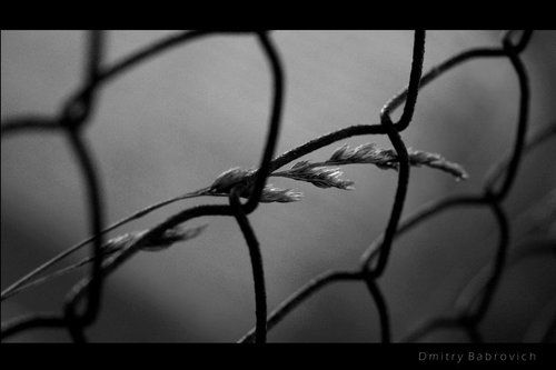 From the cage to freedom