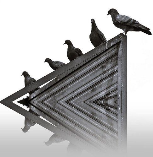 Городские птицы