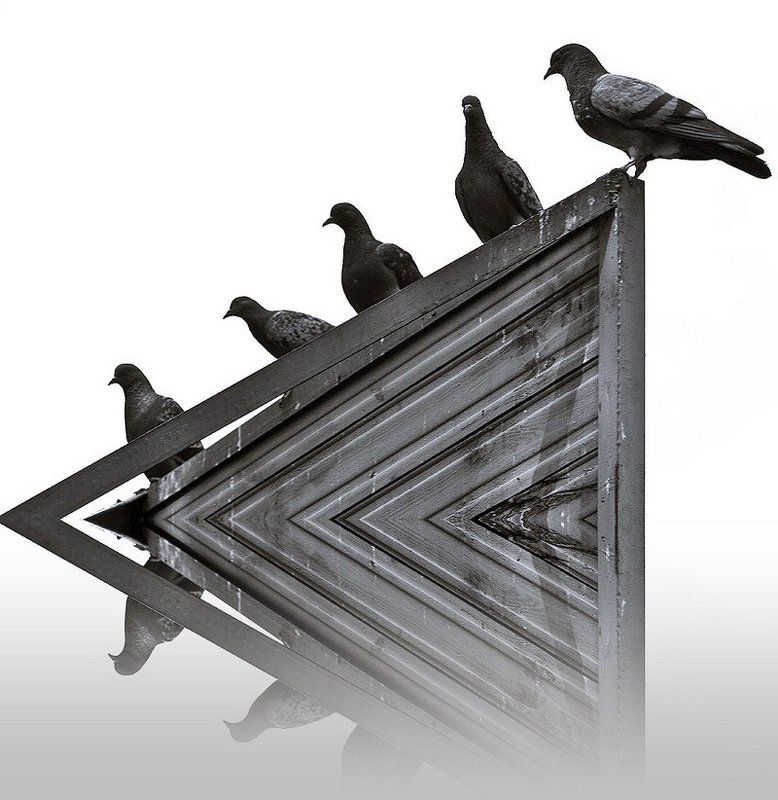 городские, птицы, голуби Городские птицы фото превью