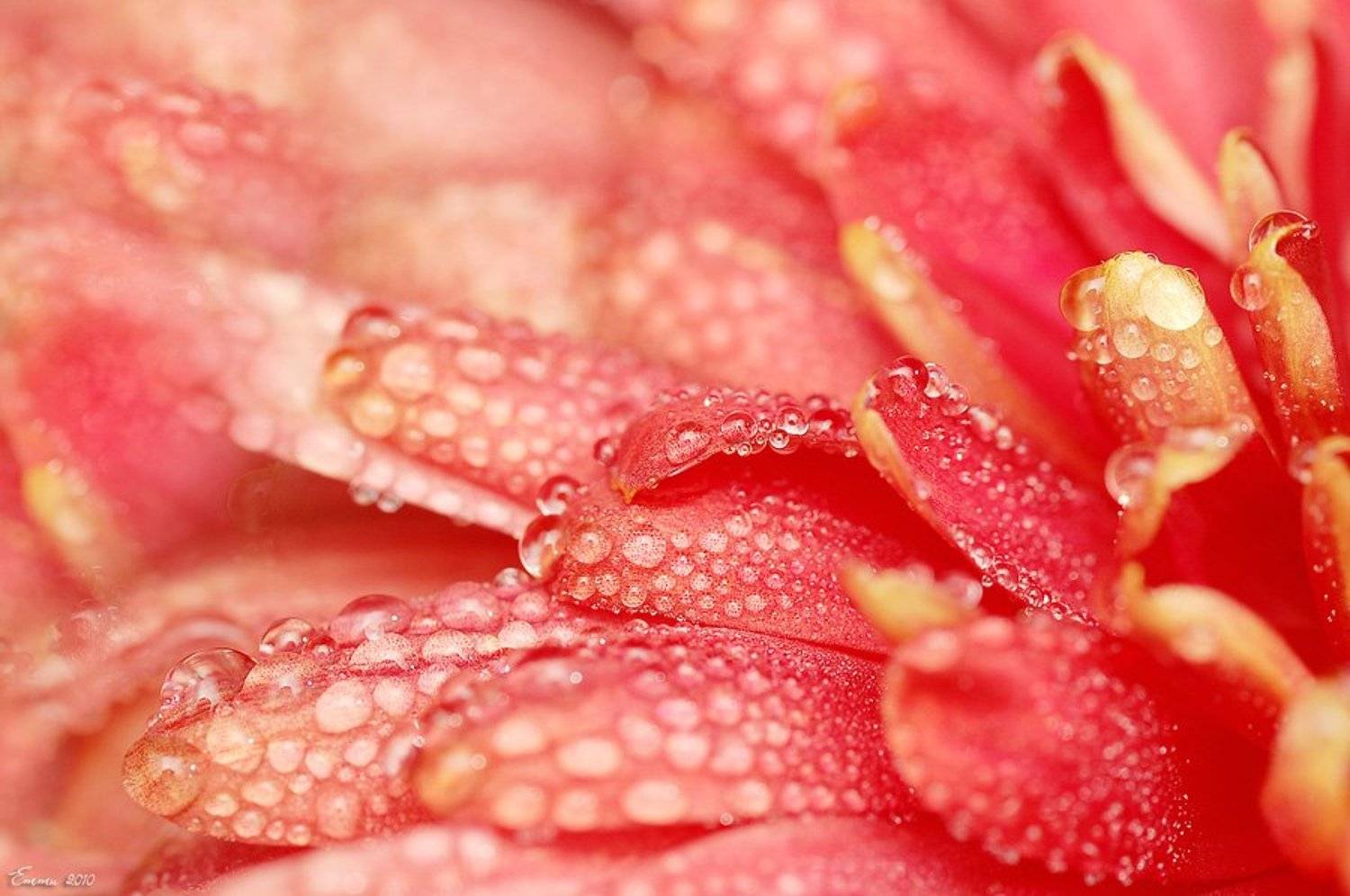 природа, цветы, макро, етти