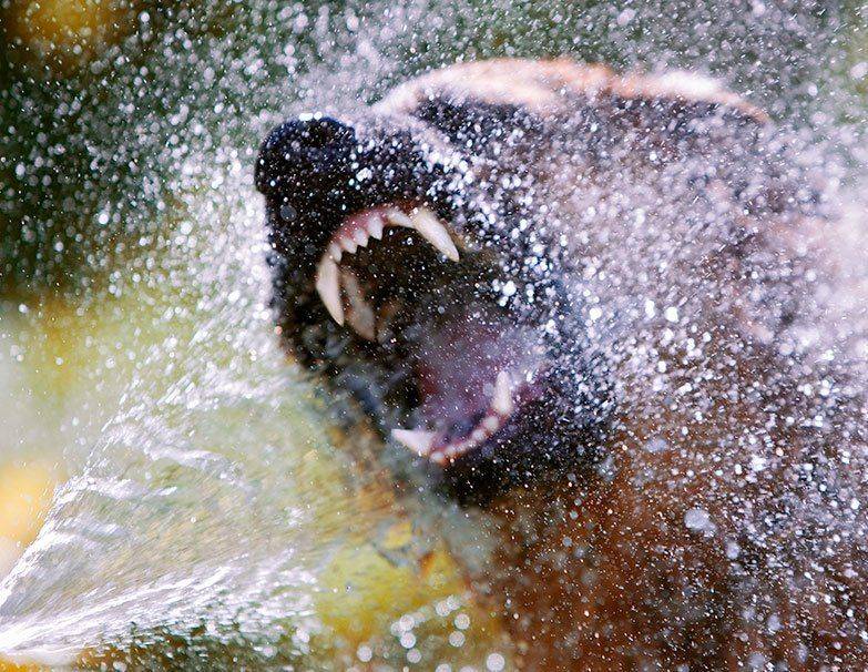 , игорь перфильев