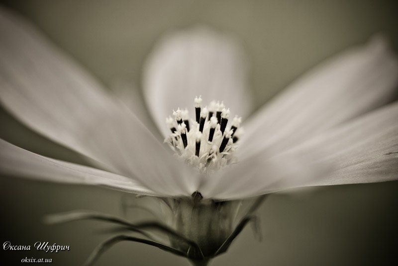 Ностальжи фото превью