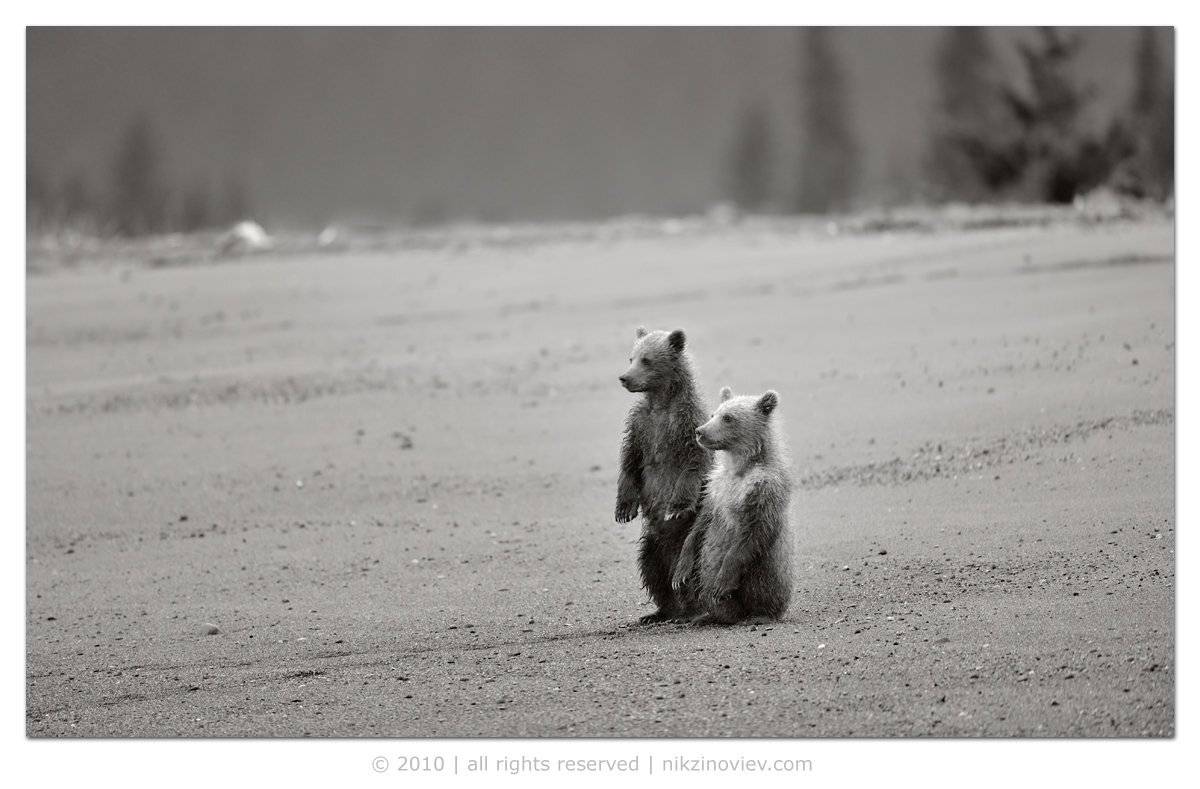 медведи, мишки, аляска, сша, дикие животные, николай зиновьев, фотограф дикой природы, Николай Зиновьев
