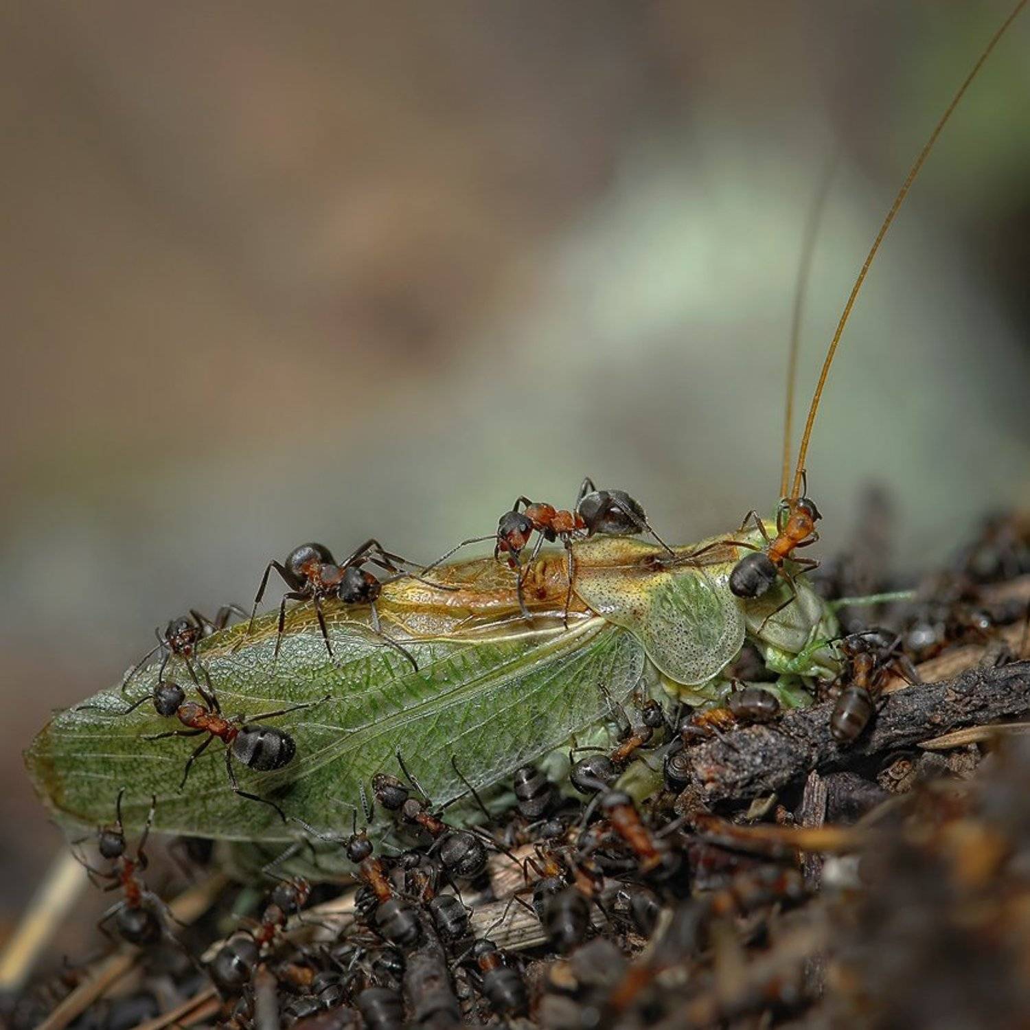 макро, муравей, кузнечик, романов, Андрей Романов
