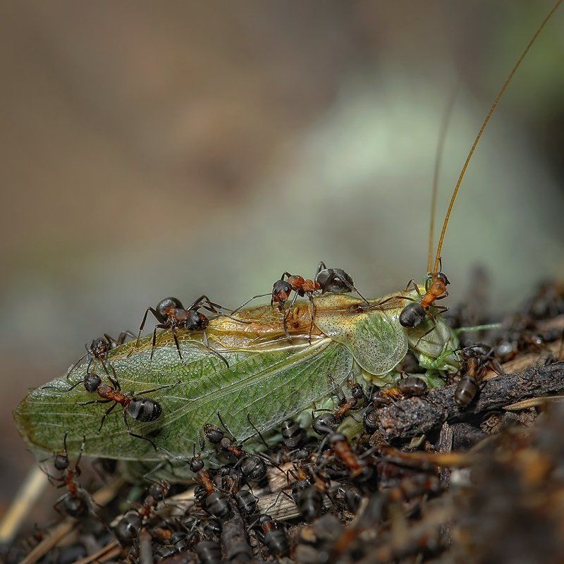 макро, муравей, кузнечик, романов сезон заготовок фото превью