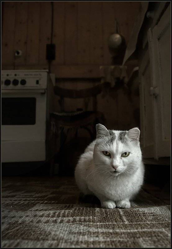 кошка, кот, владимир