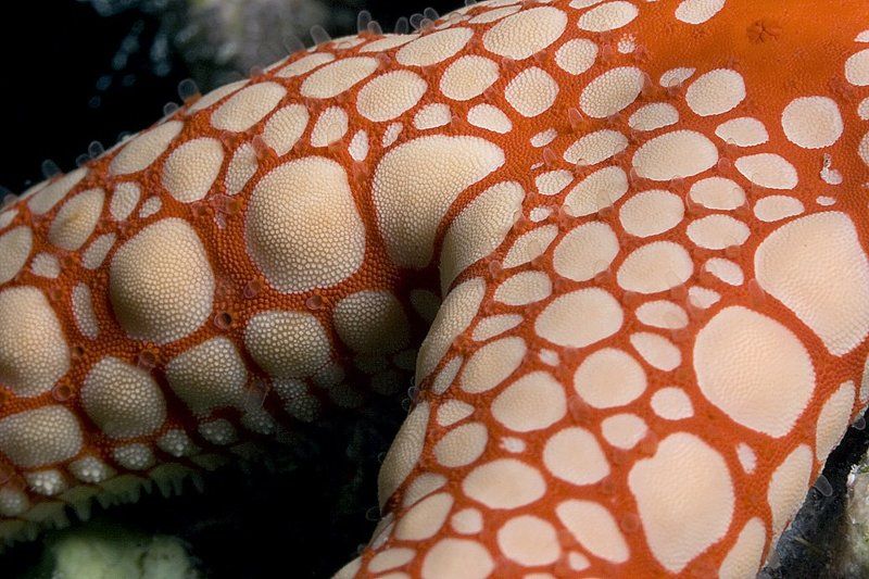 Натура фото превью