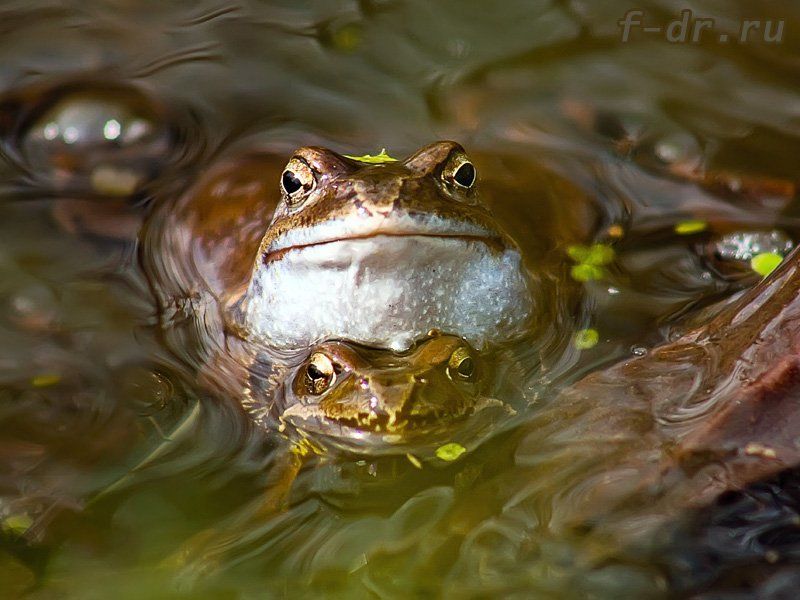 Весна, любовь фото превью