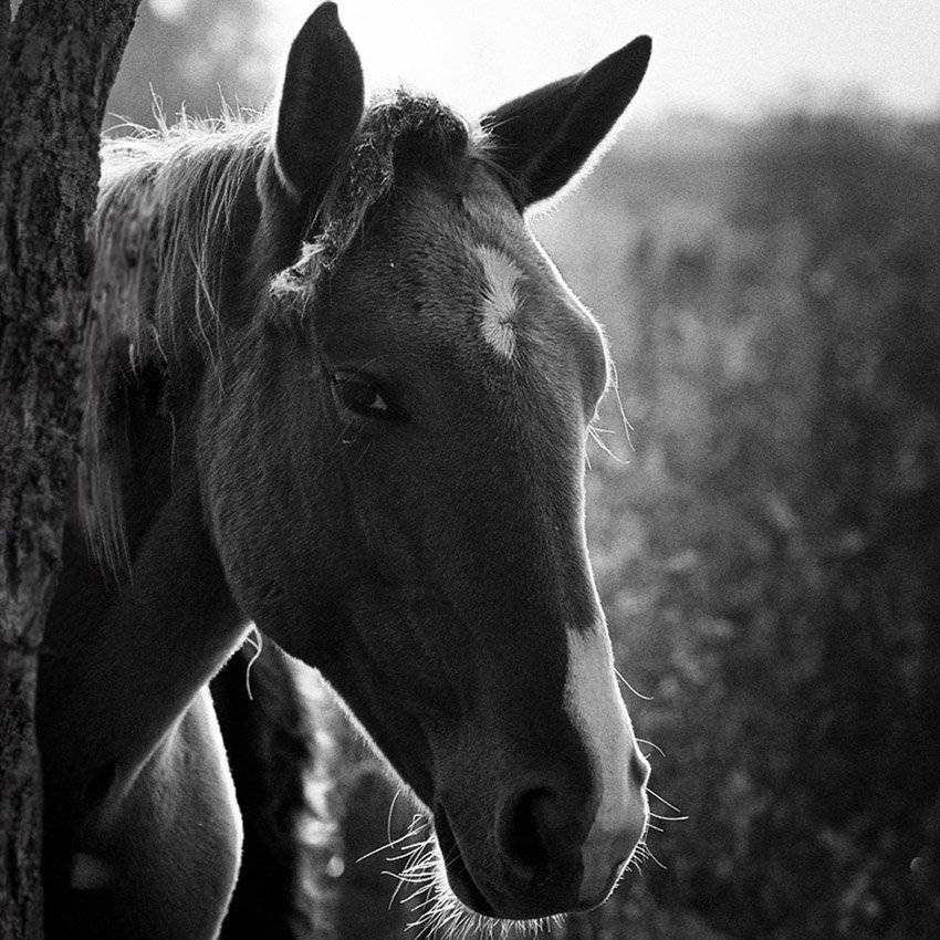 конь,луг, Александр Титаренко